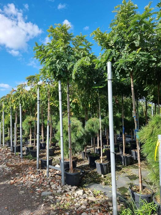 Mesteacăn alb  Tei de floare Arțar Catalpa Globulara