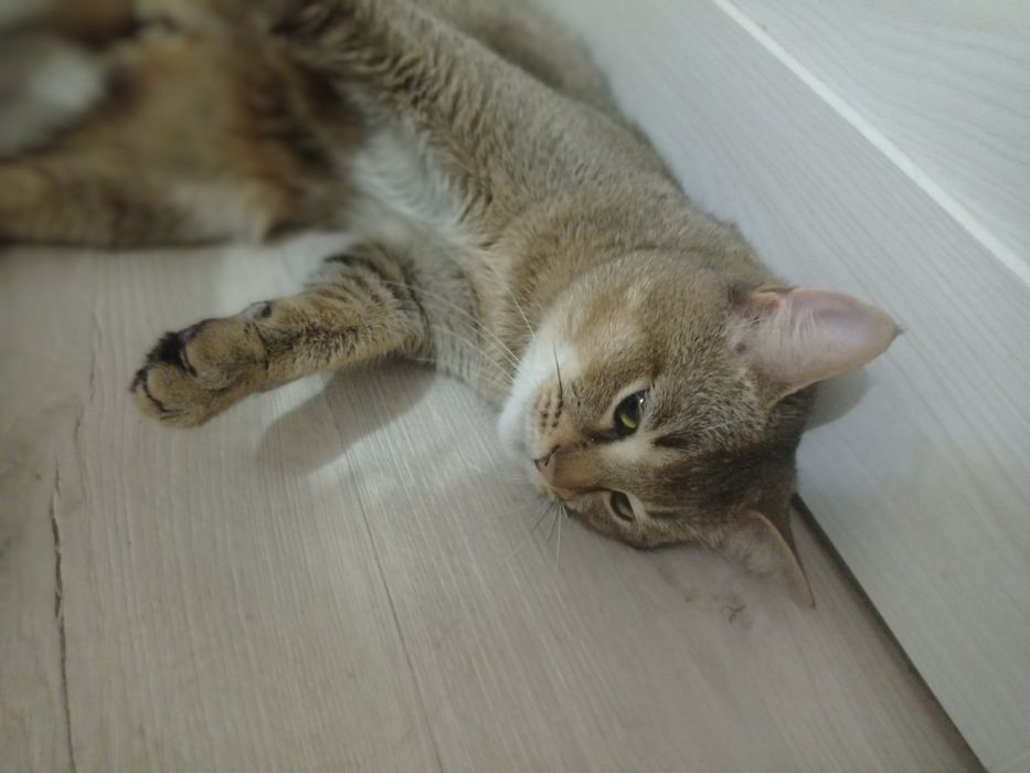 Zolotay shinshila sotiladi parodali emlangan mushuk