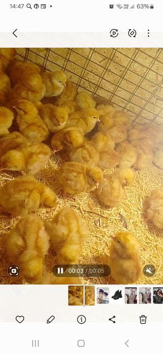 цыплята- курочки Родонит