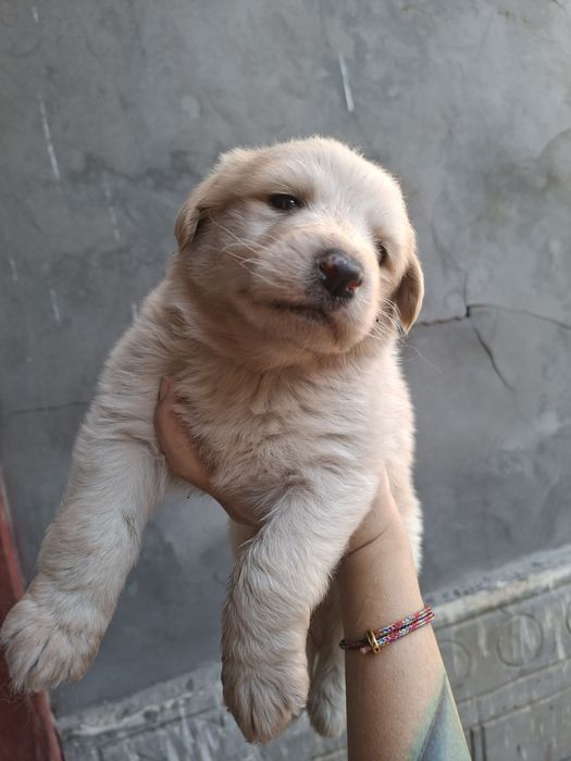 Щенок  помесь лабрадора