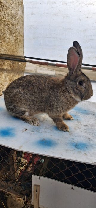 Vând iepure uriaș belgian