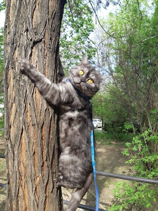 Шотландский кот ищет кошку для вязки