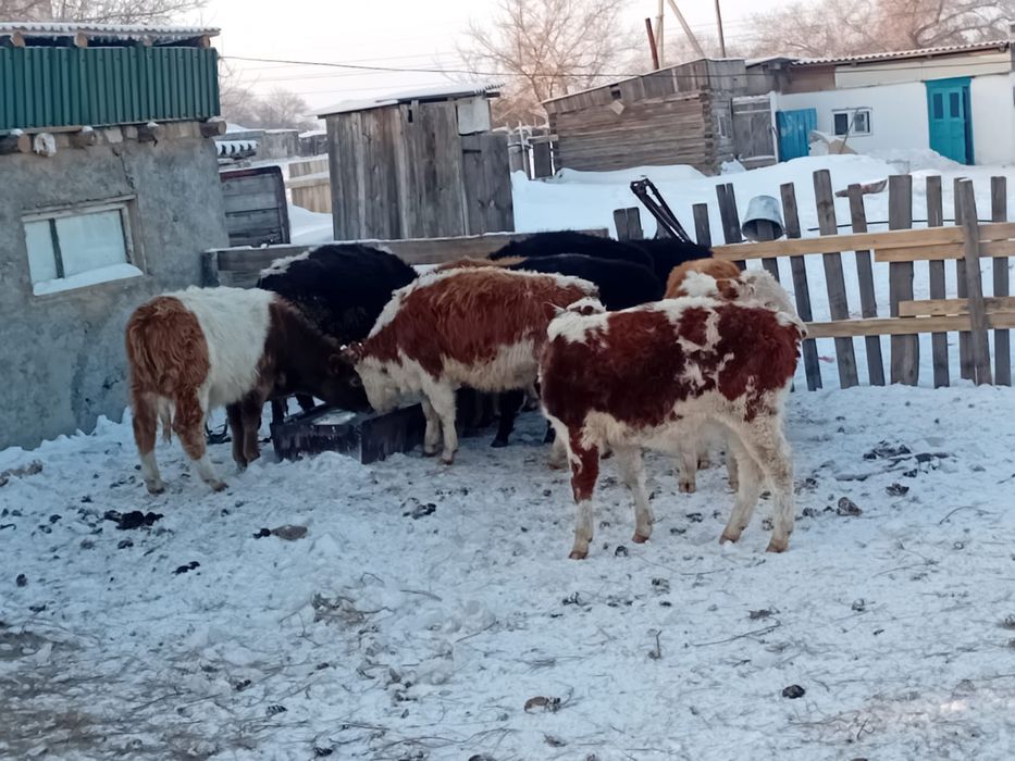 Потсос бұқалар .