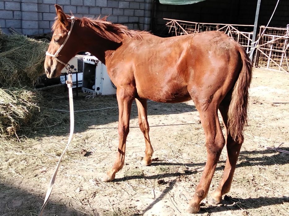 Сатылатын еркек тай бар