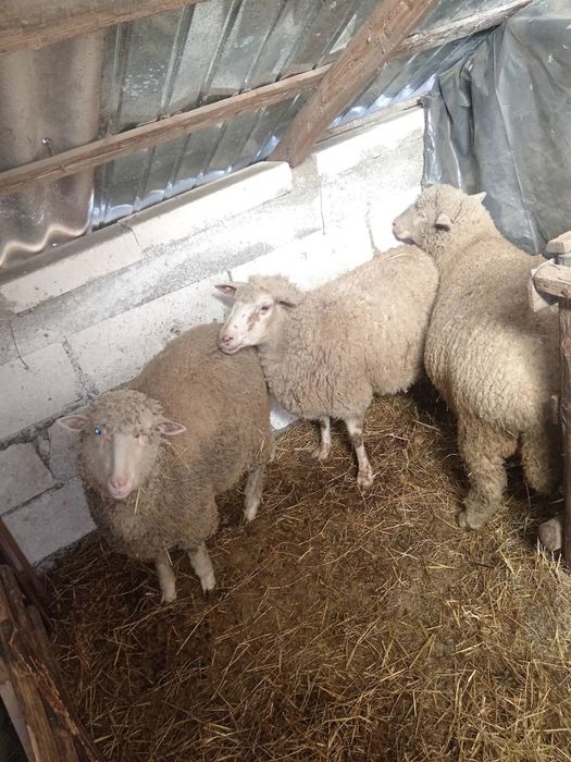 Oi de vânzare  mai multe detaliia telefon