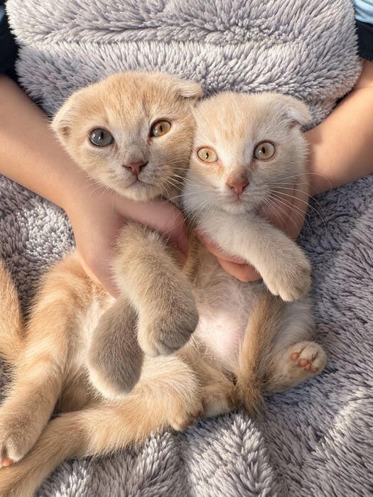 Продажа милых котят