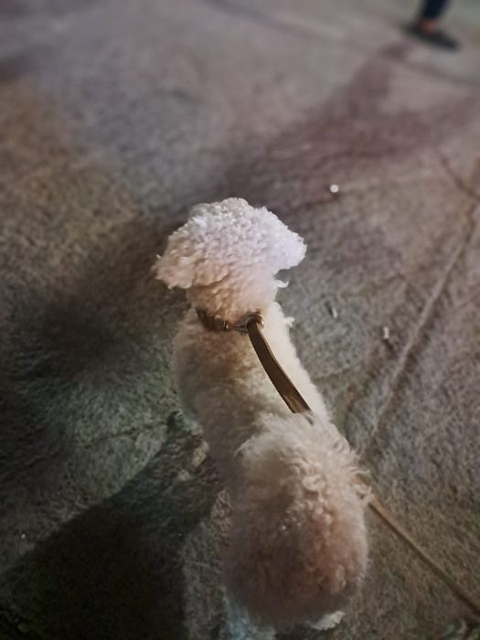 Вязка кобеля Бишон фризе