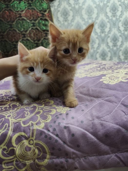 Барчаси берилади 2 oylik