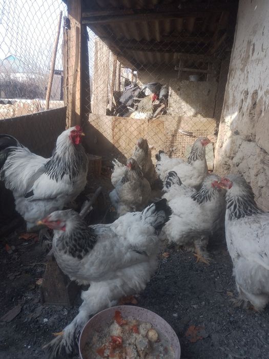 Продам семейка брама