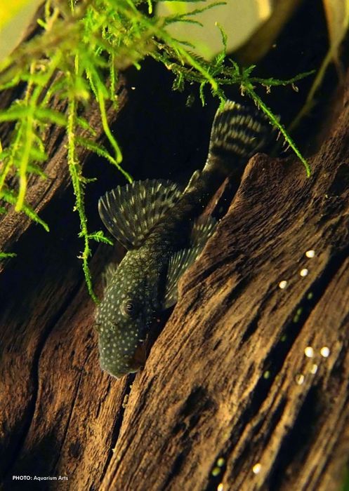 Ansitrus padrostka