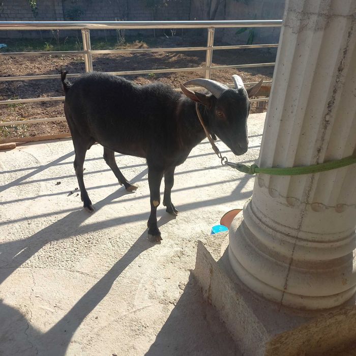 Мурсиана зотли така сотилади