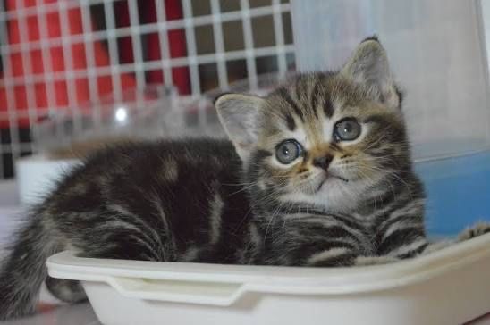 котята ТАББИ британцы метис с РИНГТЕЙЛОМ