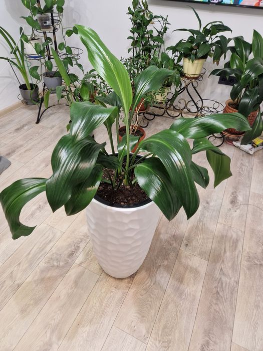 Срочно продам Эухарис