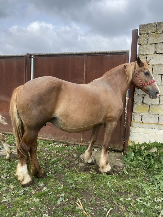 Vând iapa cu manz !