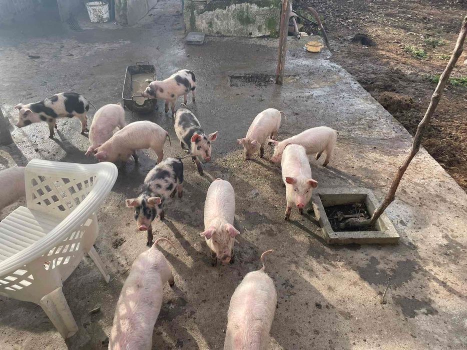 Малки прасета за продан