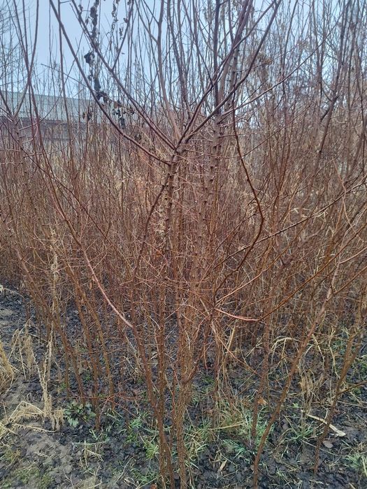 Zaldori - oʻrik koʻchatlari sotiladi. Romitan