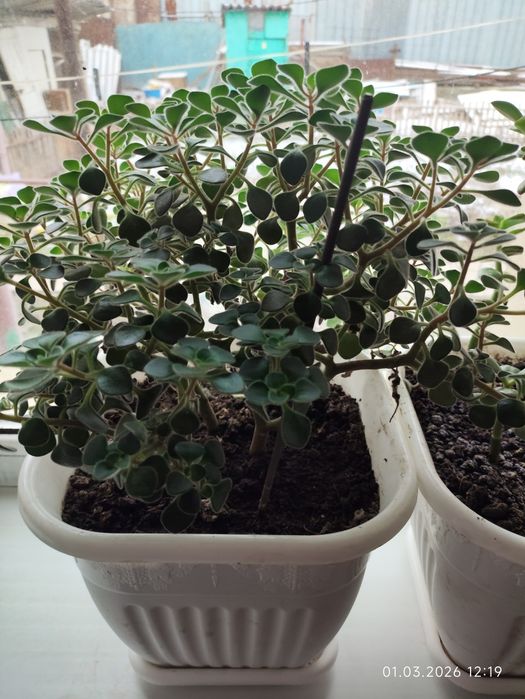 Комнатные цветы недорого