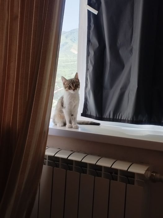 Отдам котёнка бесплатно