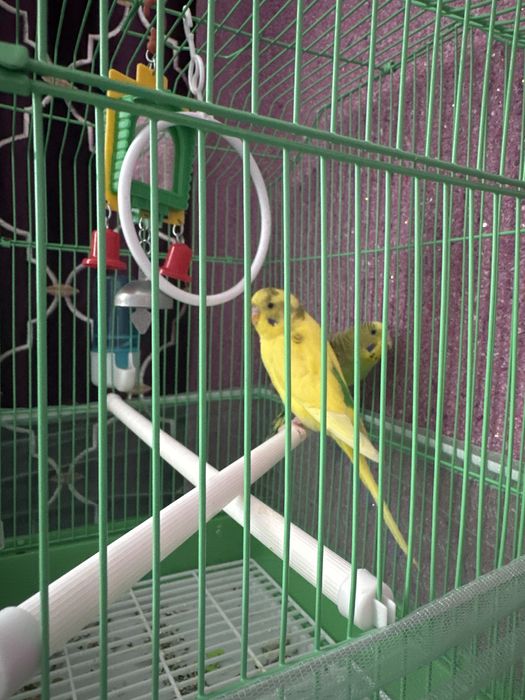 Папугай сатылады