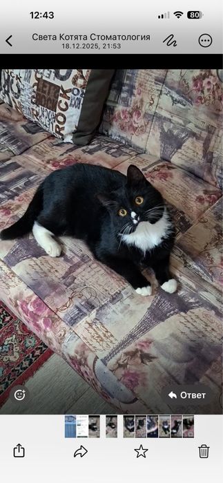 Маркиз спокойный котик