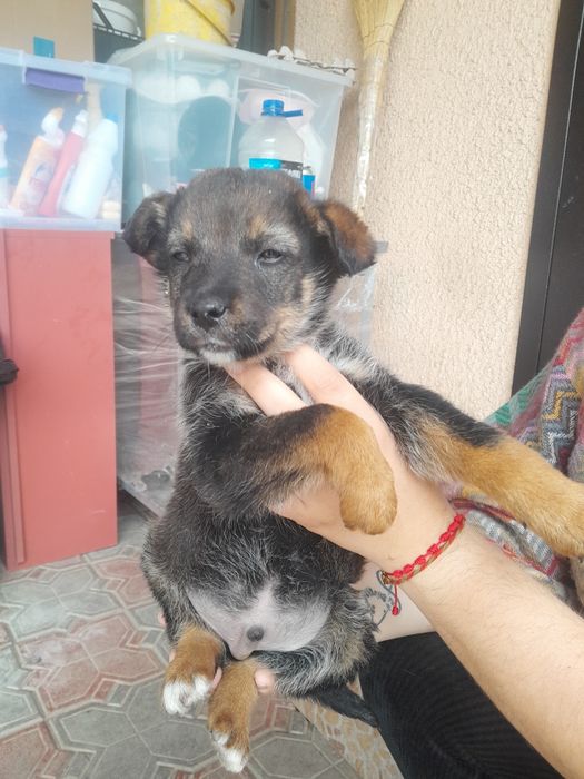 Отдам щенят в хорошие руки