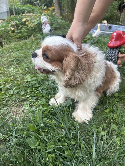 Празнична промоция. Продавам малки кавалерчета