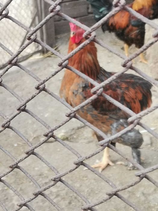 Продавам Петли село долистово