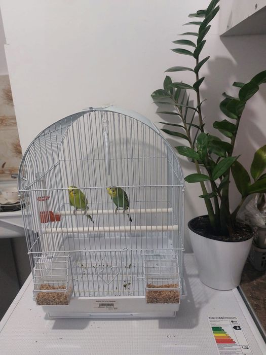 Попугай. Волнистый. Пара. Сетке