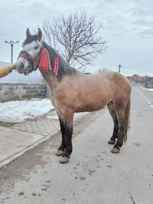 Vând sau schimb mânz de doi ani