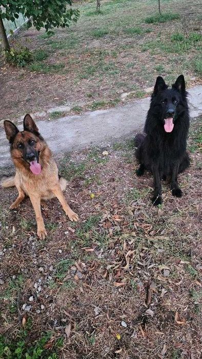 Женска немска овчарка