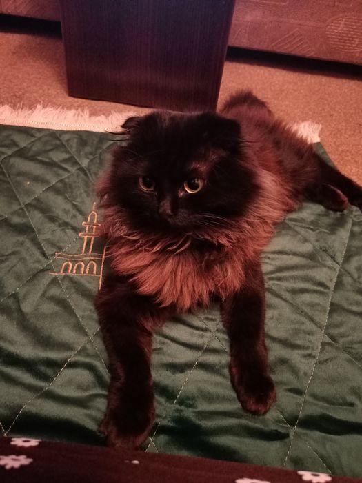 Отдам котенка веслоухого