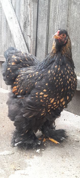 ‼️‼️Oua Brahma pentru incubat‼️‼️