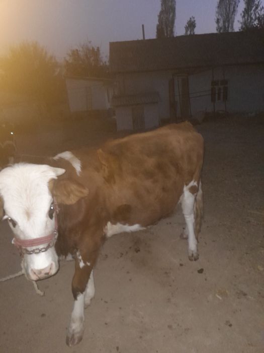 Гунажн сатылады ксыр