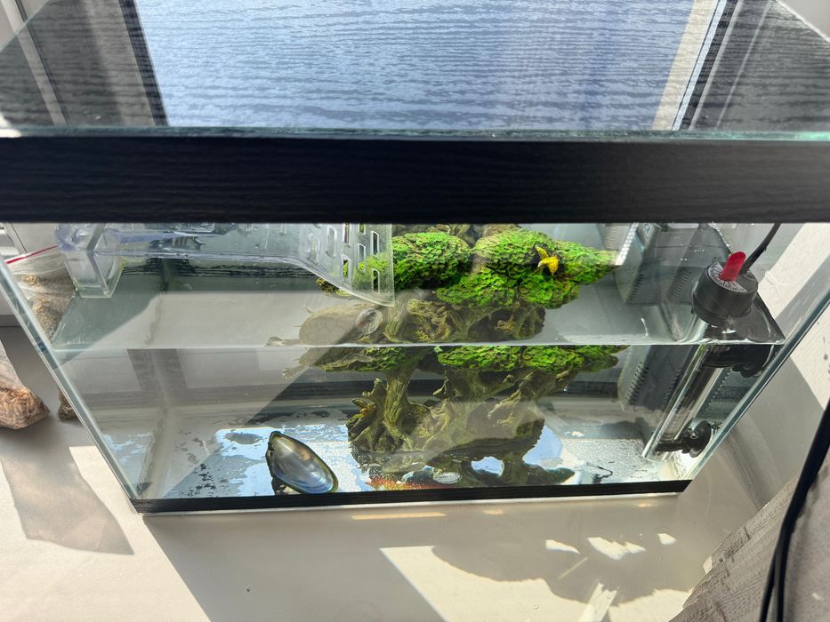 Черепашки с аквариумом+ фильтр, обогреватель