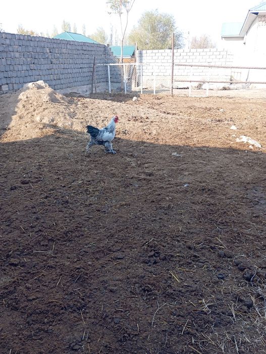 Тауық бар  тұқым 100% туып тұр