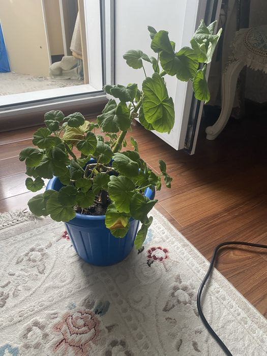 продам герань срочно