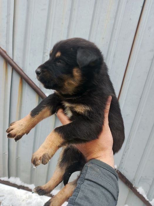 Отдам щенков в добрые руки