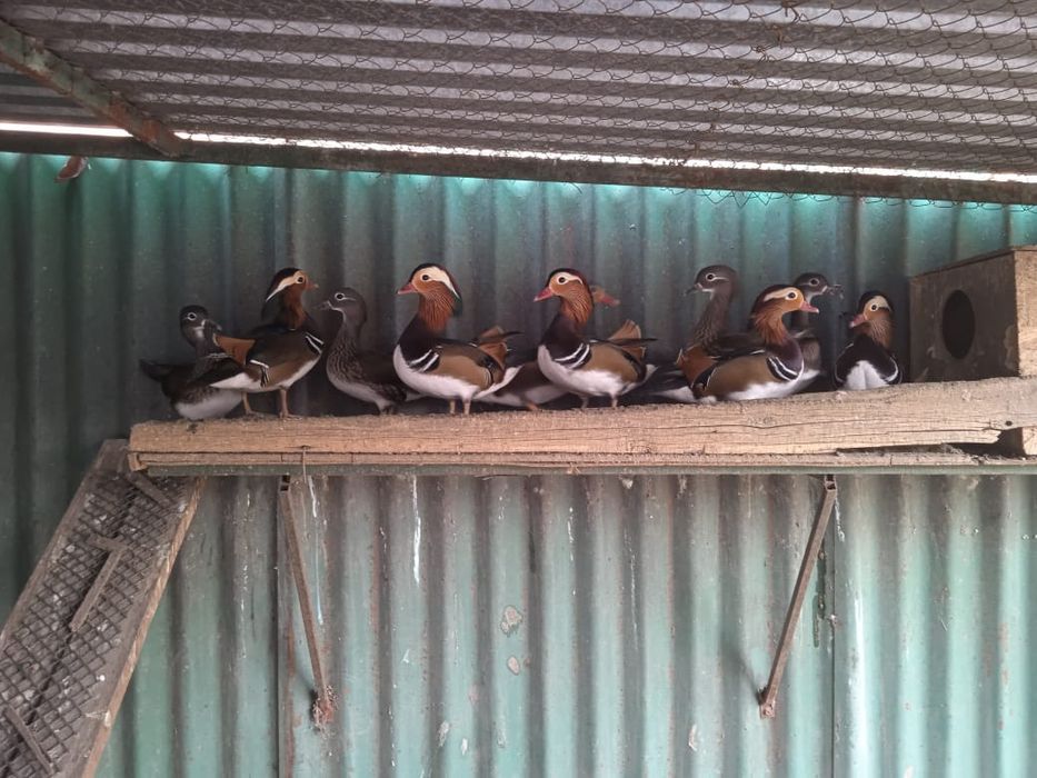 Утки мандаринки.