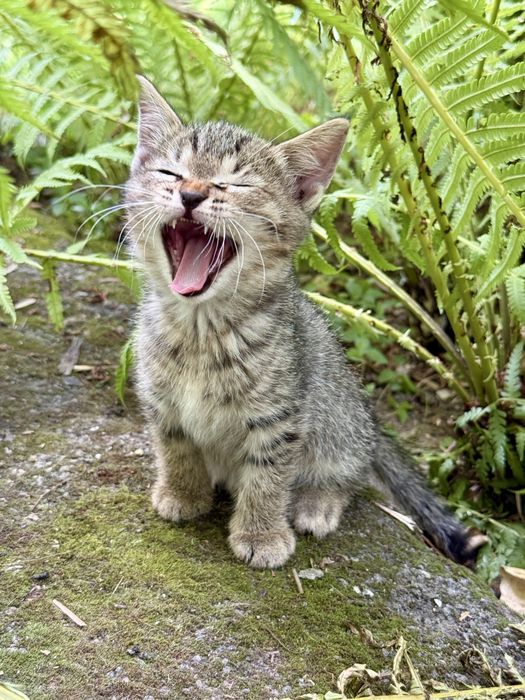 Котенок ищет дом!
