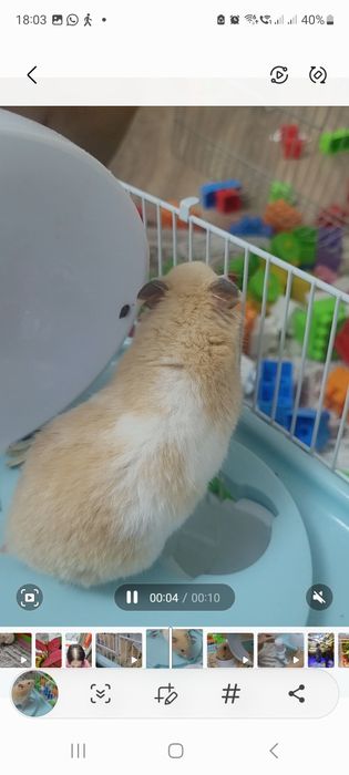 Продам милого хомяка