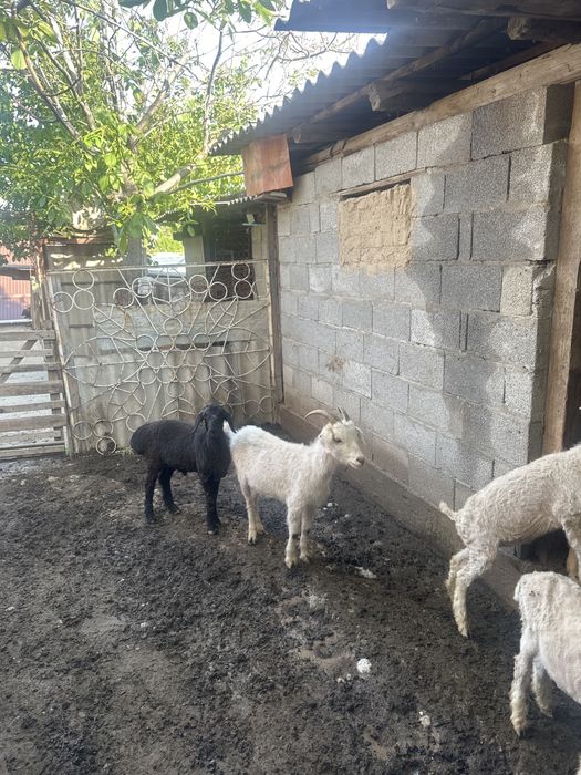 Ешкілер сатылады