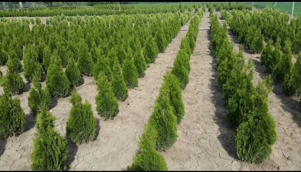 Предлагаме Туя-Смарагд и др.Озеленяване и подръжка на зелени площи