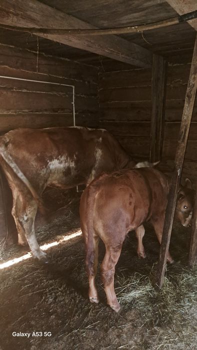 Vacă cu vitel de vînzare tînărâ la prima fătare
