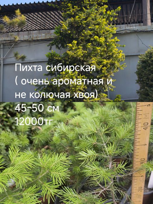 Ель, пихта, туя, можжевельник