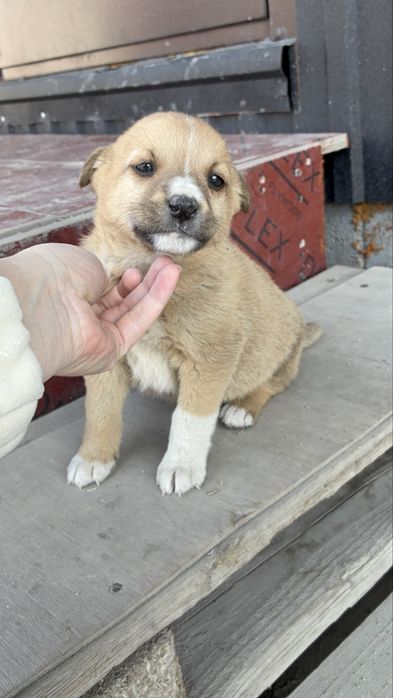 Бездомные щенки девочки и мальчики