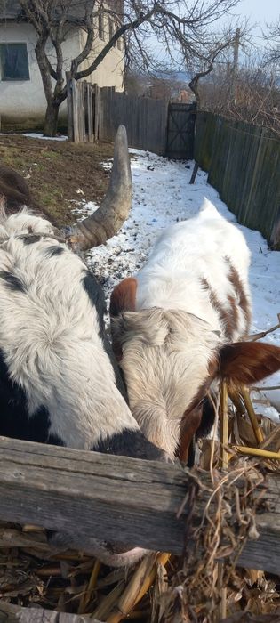 Vacă cu junca de vânzare!!