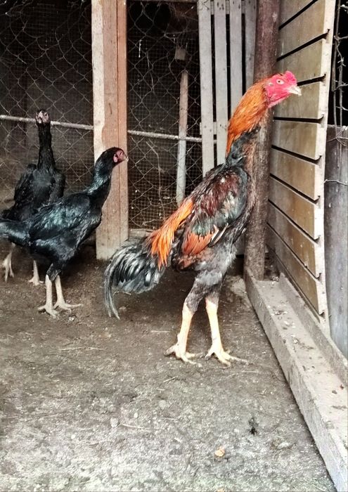 бойцы дакан о шамо