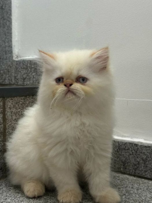 Персийско котенце