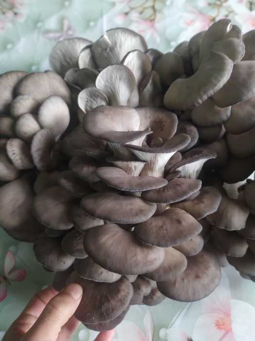 Вешенка уруглари