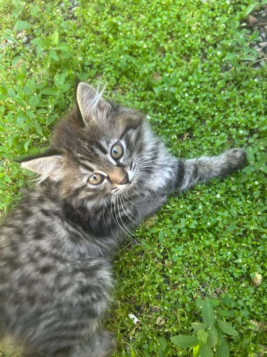 Отдам котенка в хорошие руки